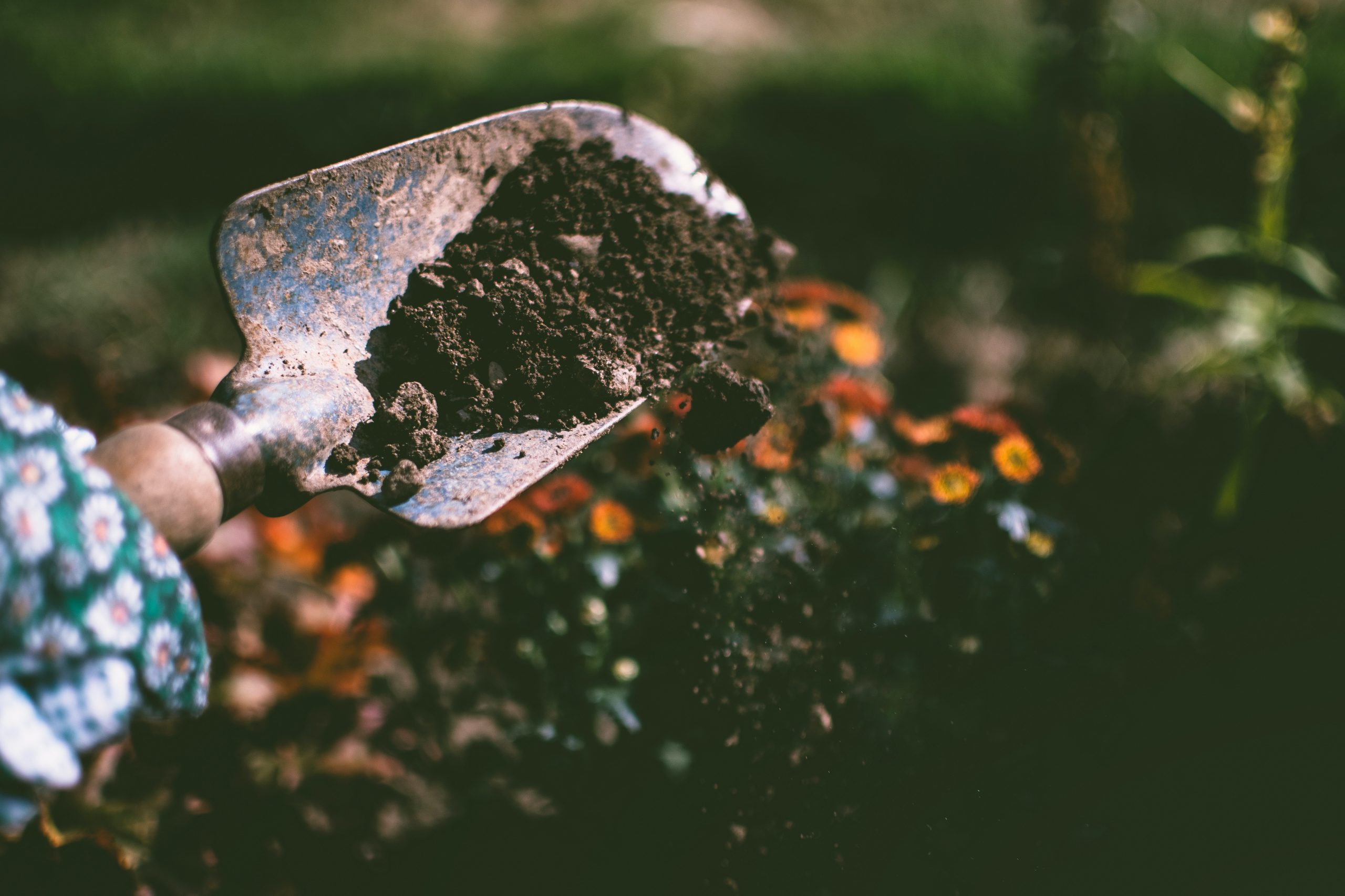 Understanding Soil pH and Its Importance for Your Fall Garden