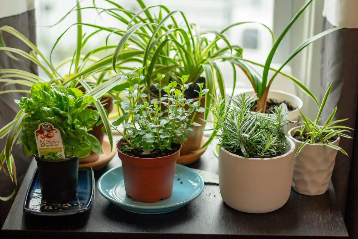 Image of a lush indoor herb garden with various herbs growing in containers.