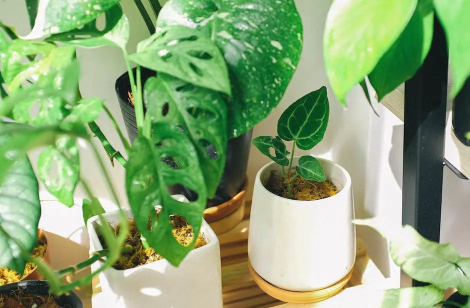 Various indoor plants displayed in a home