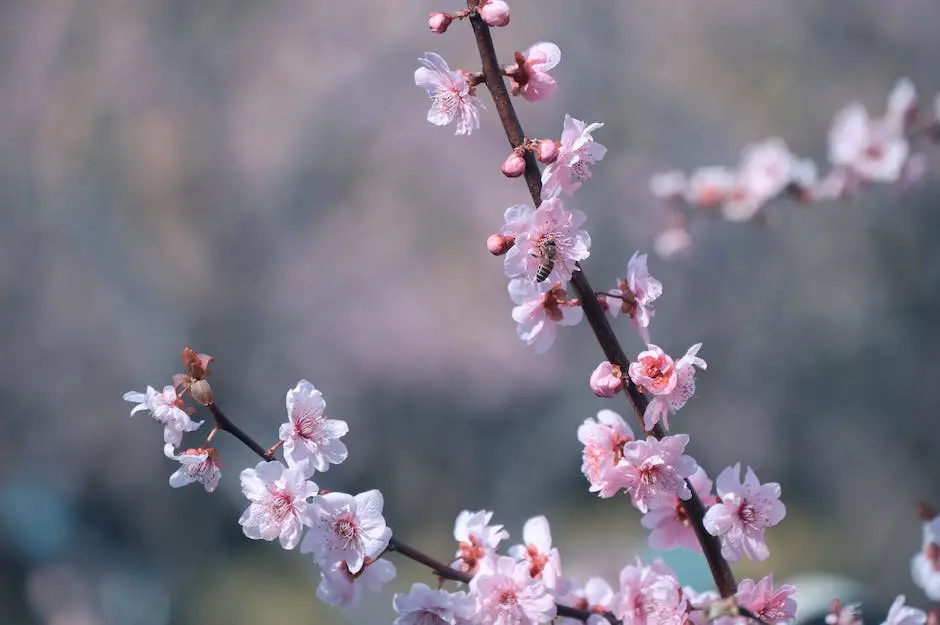 Image of peach trees with beautiful pink blossoms in spring, dark green leaves in summer, and vibrant yellow and red leaves in autumn.