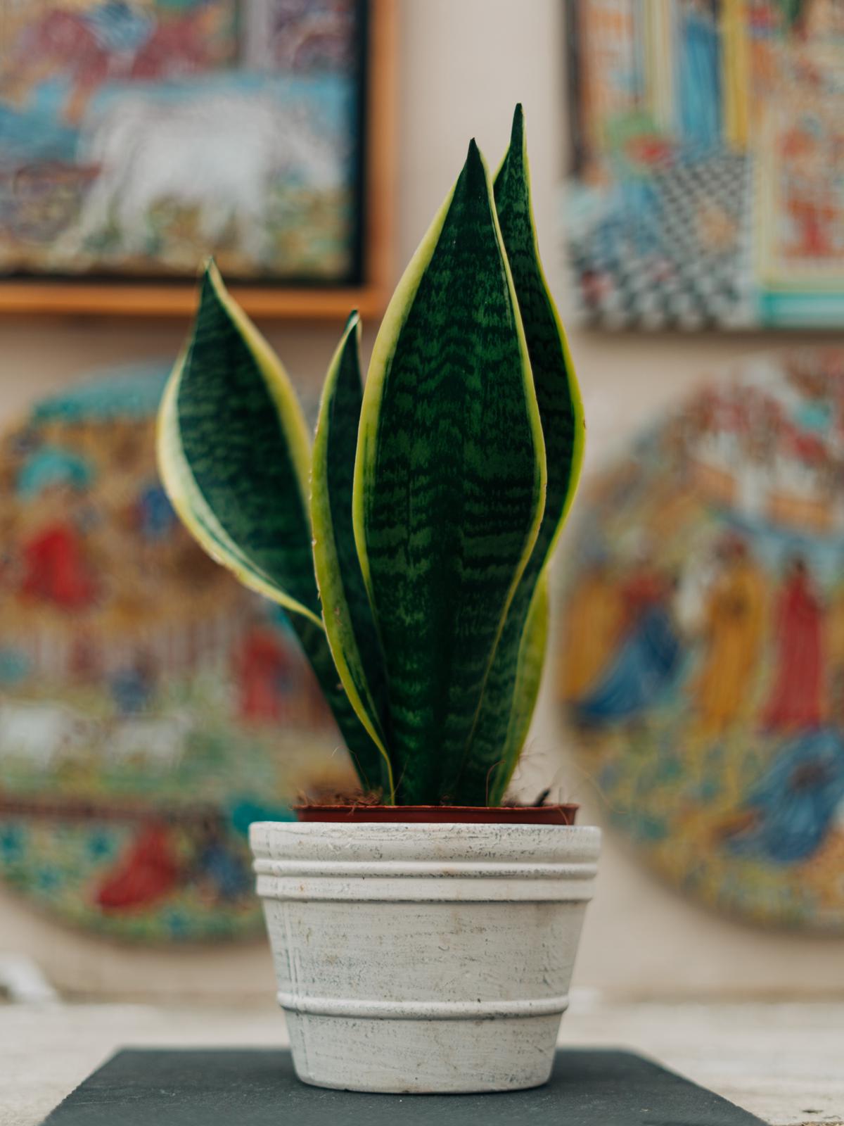 A photo of a Snake Plant, showcasing its tall structure, vibrant green leaves, and yellow or white accents.