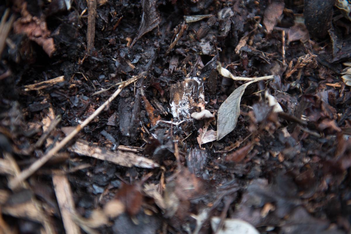 Image of a person covering soil with mulch to protect it during winter.